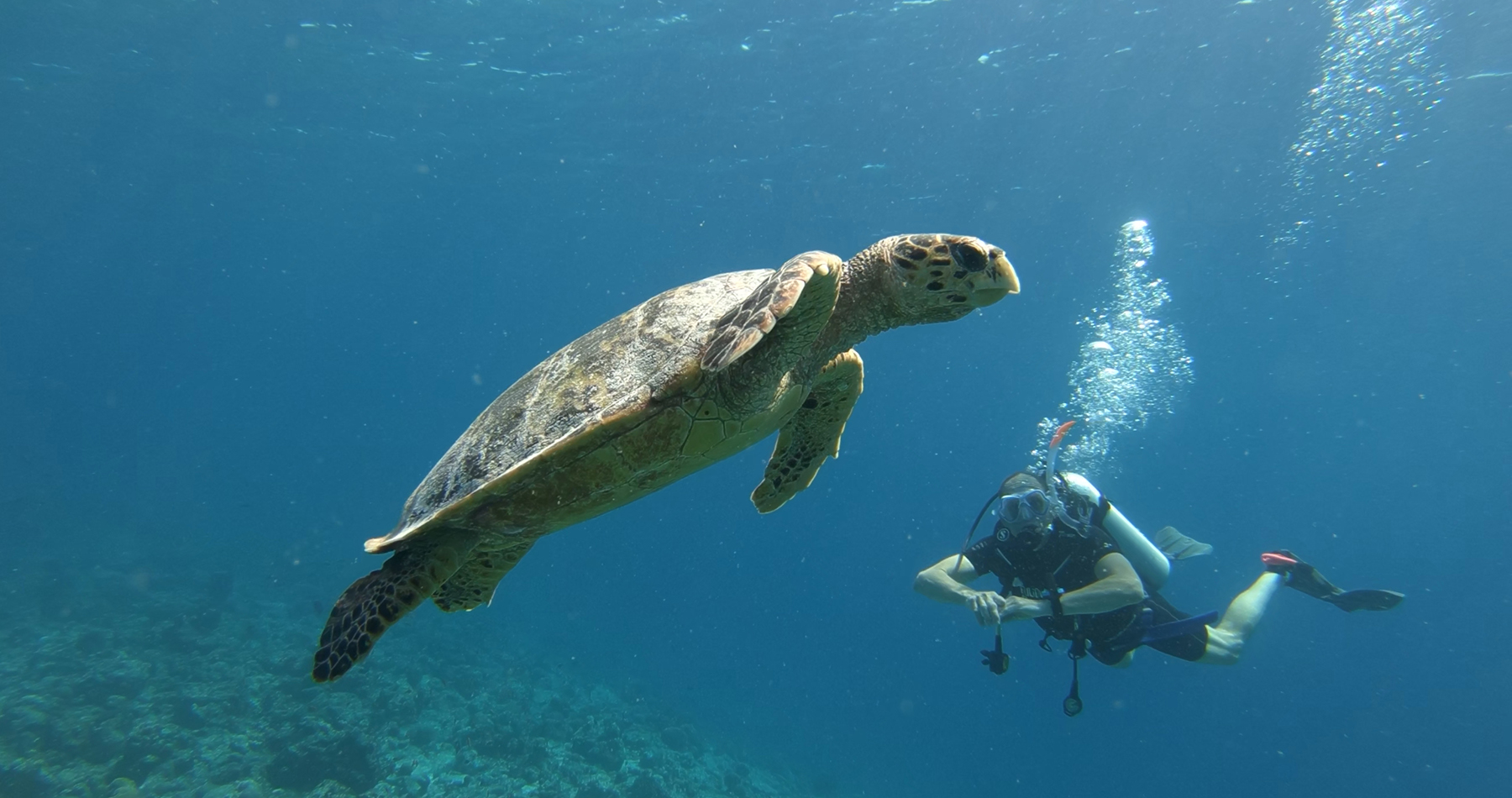 budget scuba diving maldives package maldives fulidhoo local island vaavu stoll scuba diving