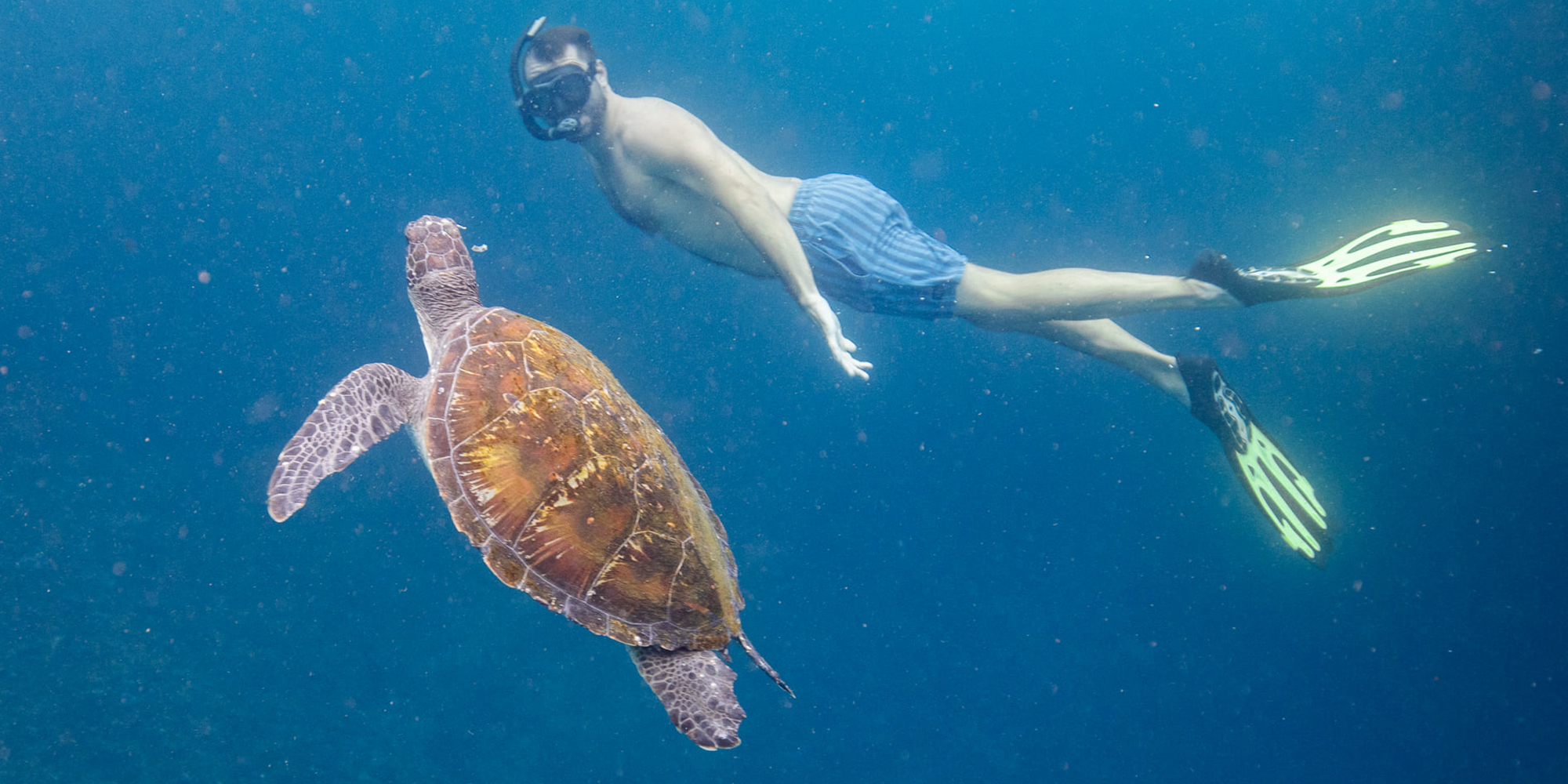 byron bay snorkel tour julian rocks wild byron safaris brusnwick heads australia