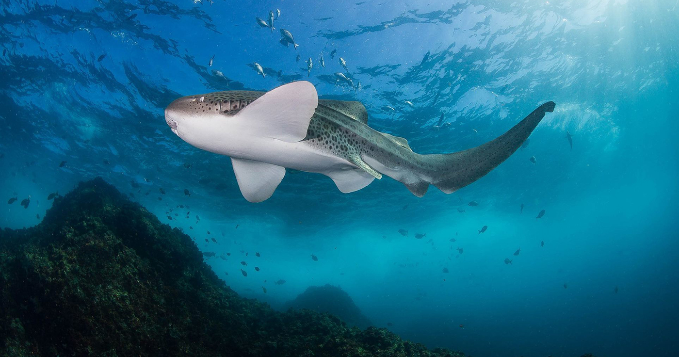 divemaster course byron bay australia padi ssi byron bay dive centre