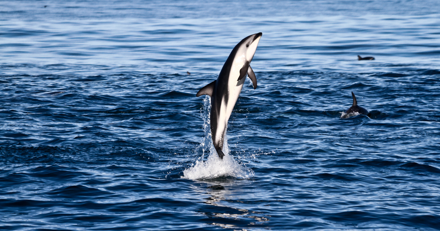 dolphin tour kaikoura swim new zealand south island backpacker