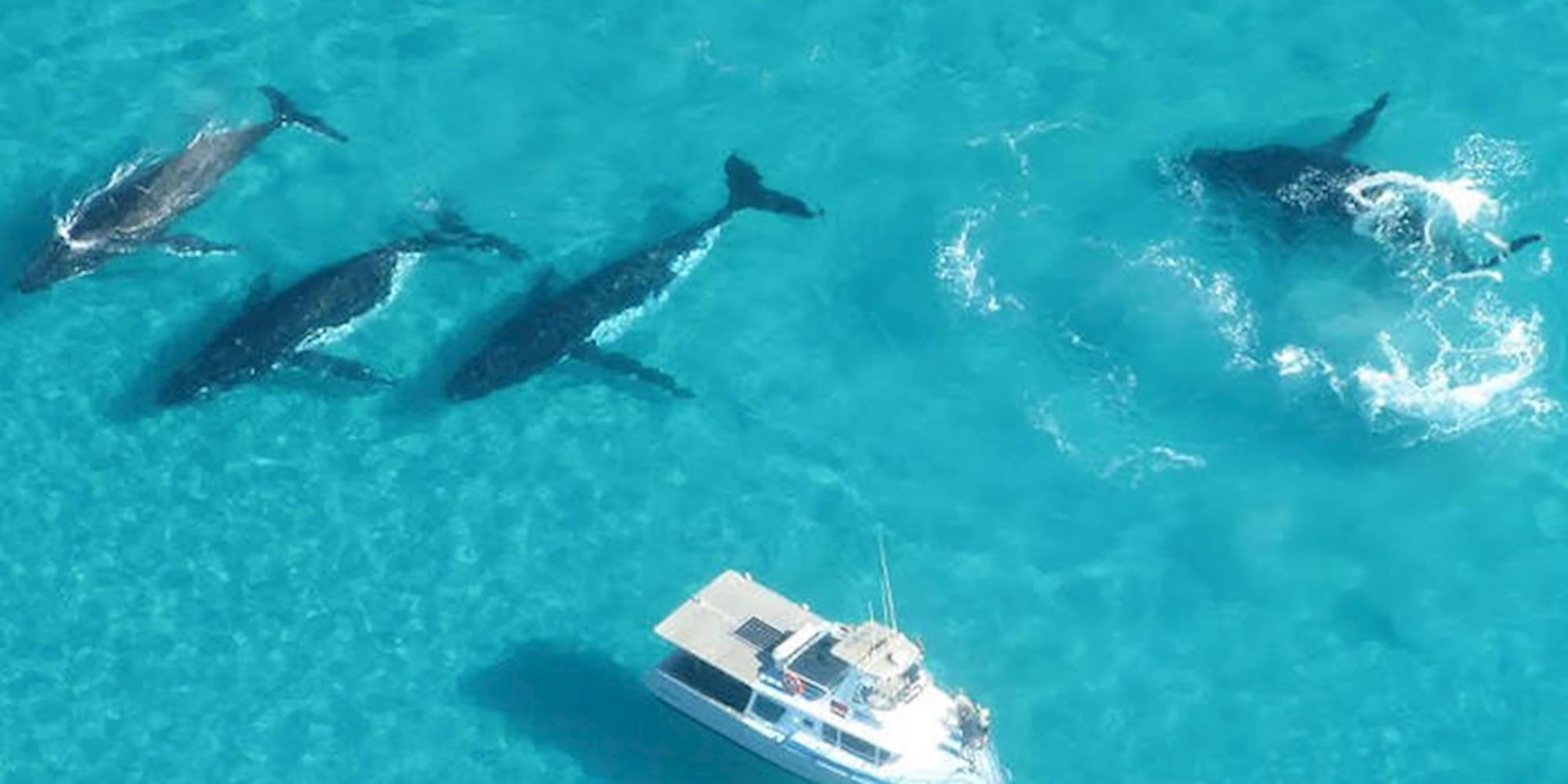 exmouth humpback whale swim western australia wa exmouth dive centre rtw backpackers