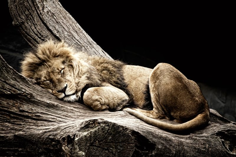 Hamburg Zoo, Dan Collins Hamburg Zoo, Dan Collins