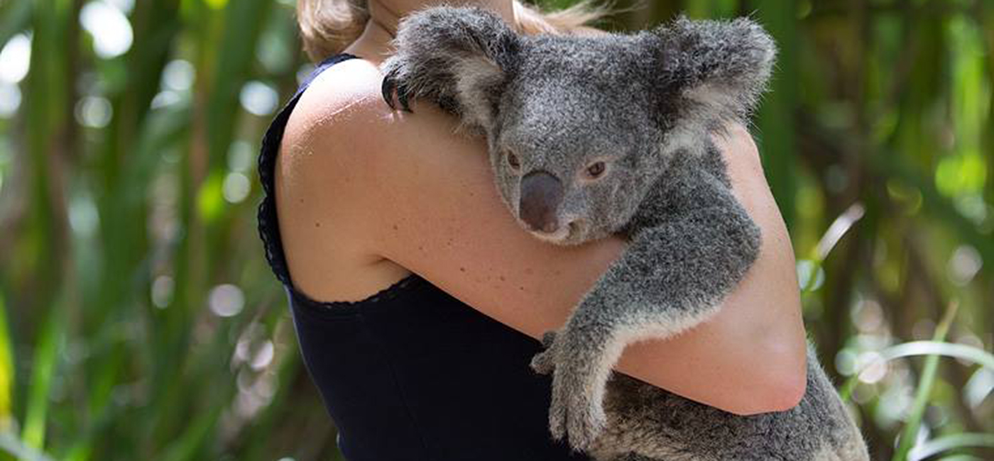 magnetic island koala cuddle bangalow bay package