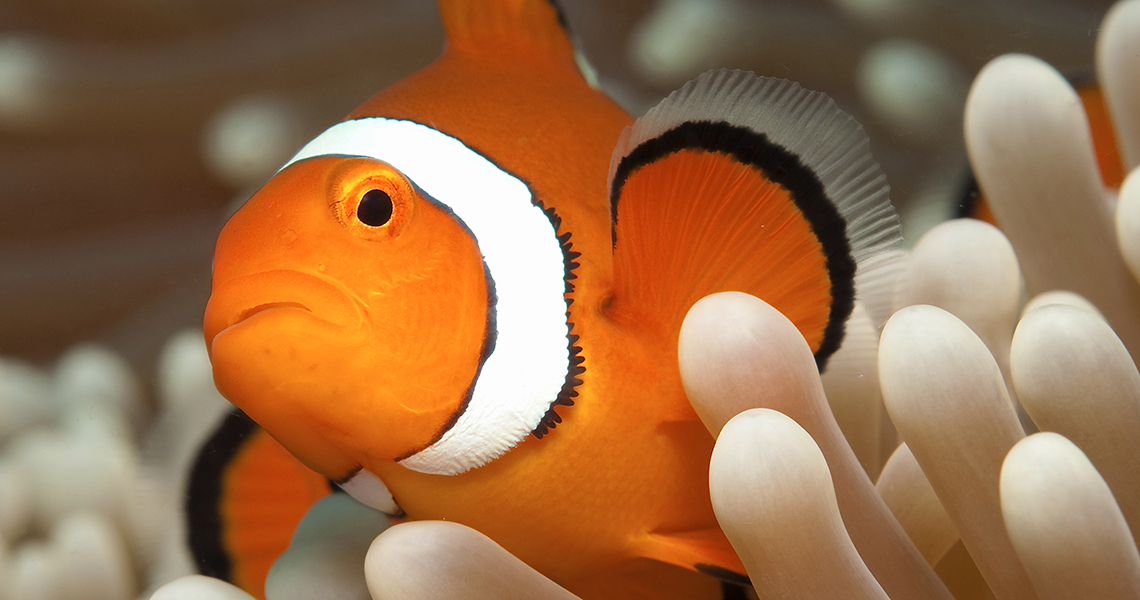 open water dive course cairns great barrier reef australia deep sea divers den