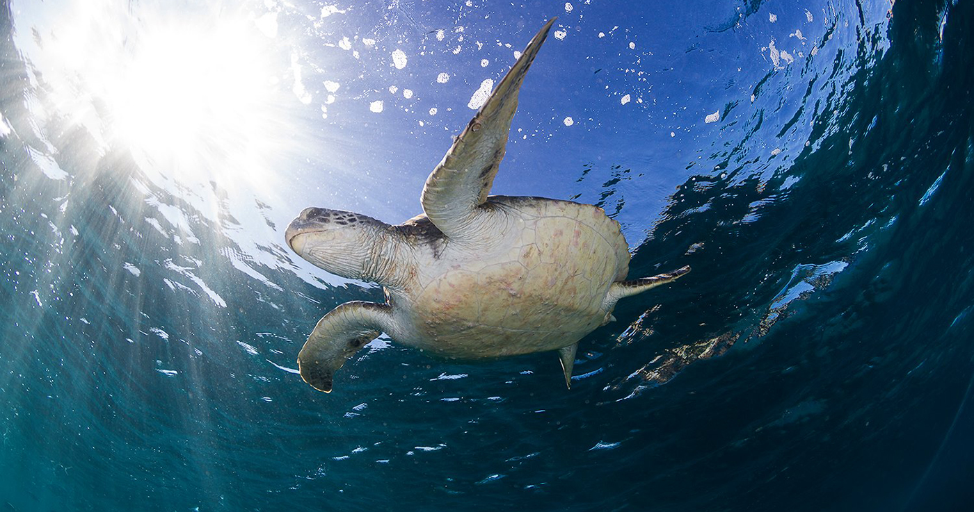 open water dive course padi ssi byron bay learn to scuba