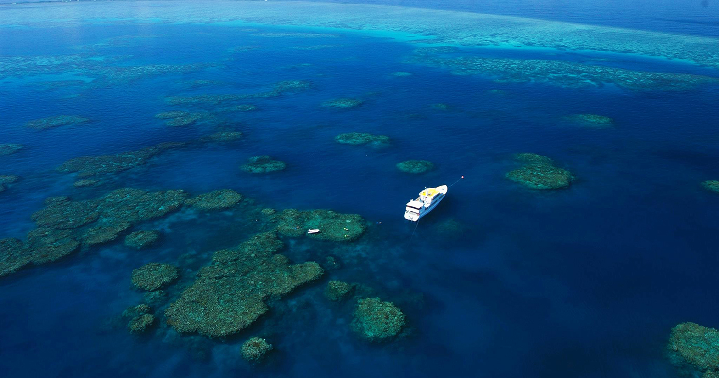 ribbon reef cod hole scuba dive liveaboard trip cairns spirit of freedom australia 2