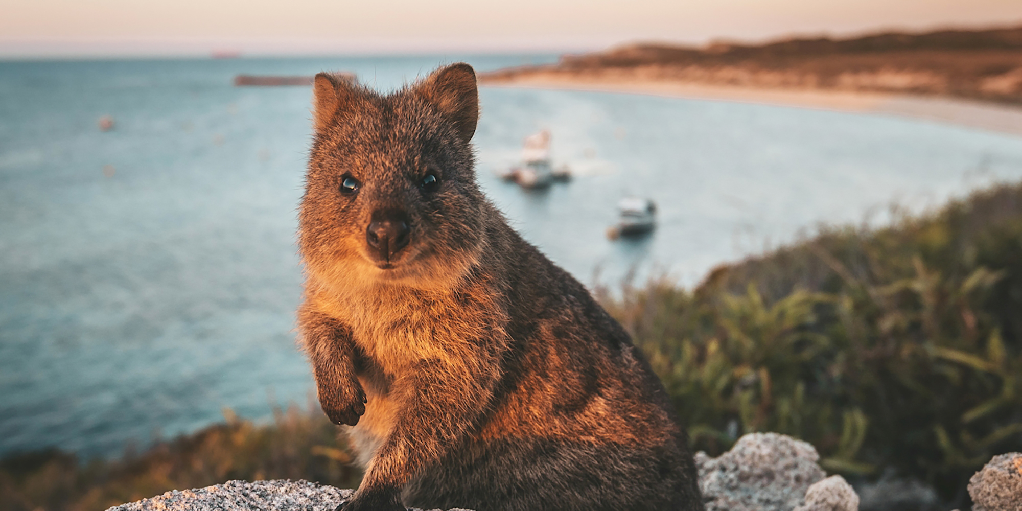 rottnest island return ferry perth quokka western australia wa rtw backpackers