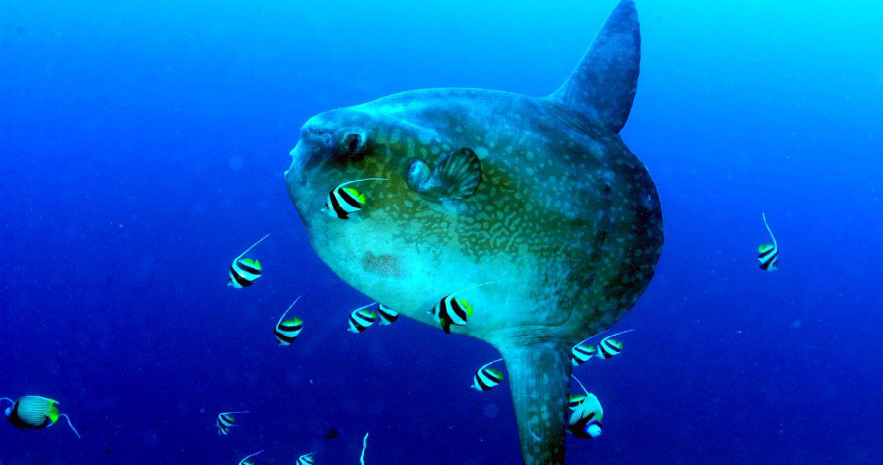 scuba dive courses nusa lembongan bali indonesia bali diving academy open water