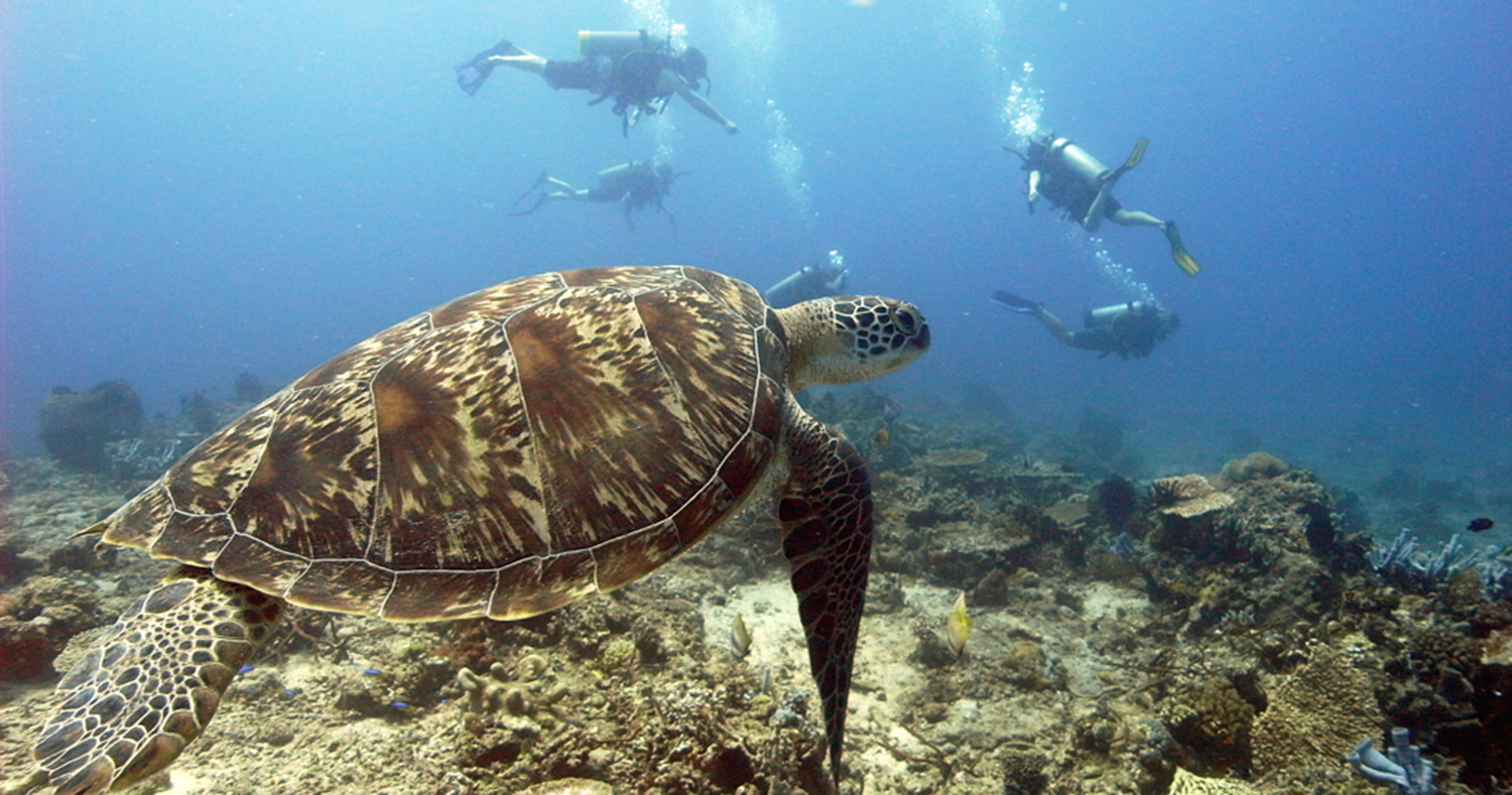 scuba dive courses open water course padi ssi gili t trawangan bali indonesia big bubble