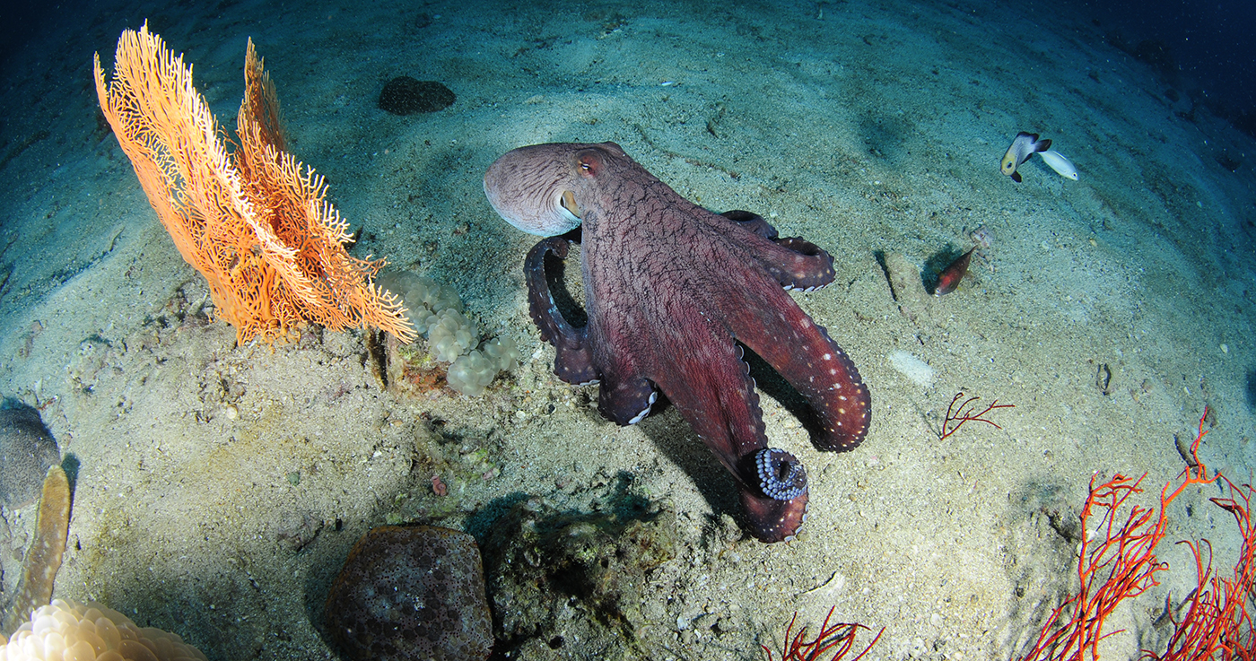 scuba dive courses phi phi island thailand padi ssi open water