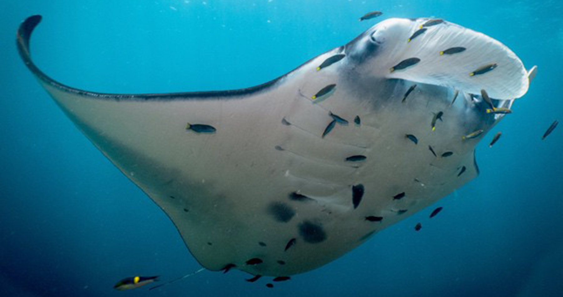 scuba dive courses komodo naitonal park open water blue marlin dive komodo indonesia