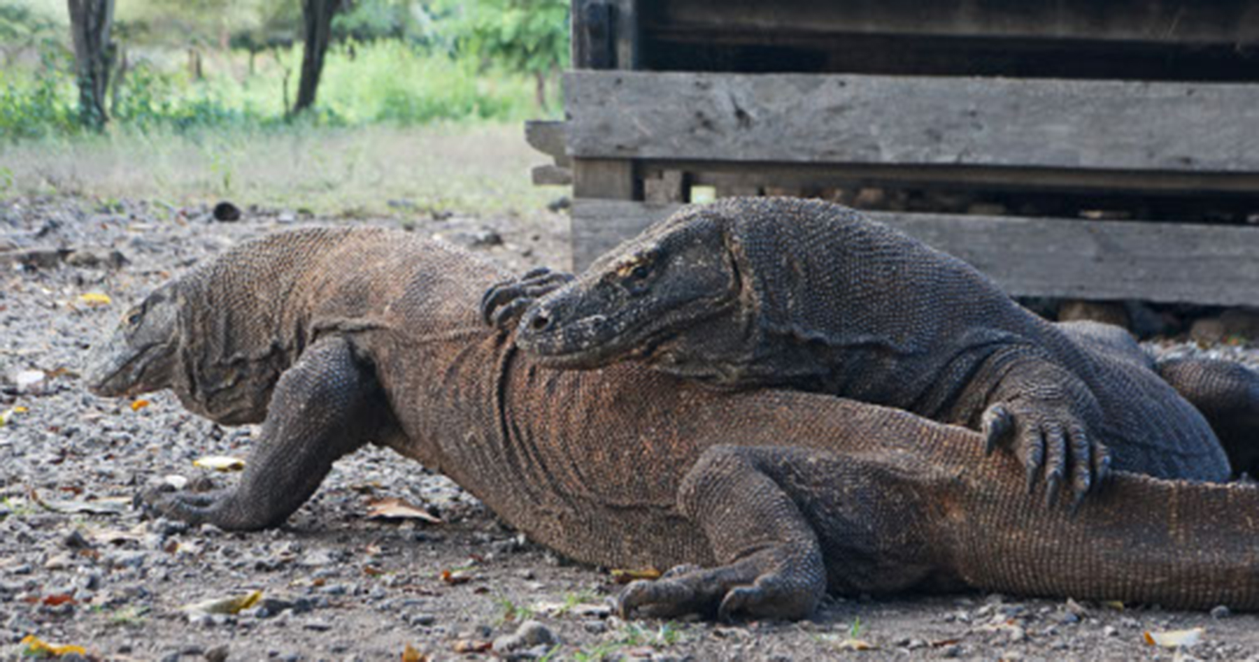 scuba dive komodo dragons day trip luan bajo komodo national park indonesia