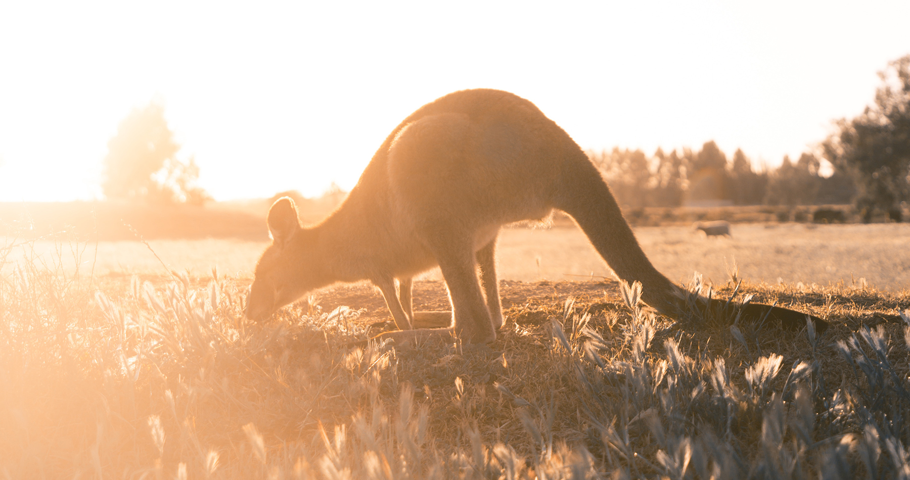 stray australia bus pass east coast backpacker hop on hop off sydney cairns byron bay 3