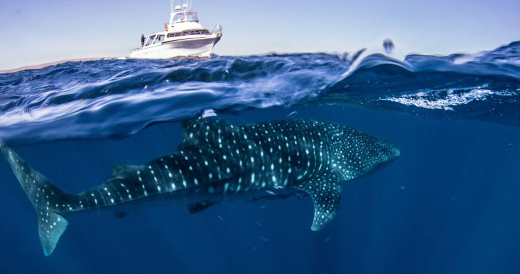 whale shark snorkel tour swim exmouth ningaloo western australia wa exmouth dive diving centre